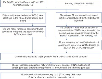 Identification of the enhancer RNAs related to tumorgenesis of pituitary neuroendocrine tumors